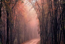 欧博体育：第20金！中国队包揽亚冬会速度滑冰女子3000米金银铜牌央视体育.